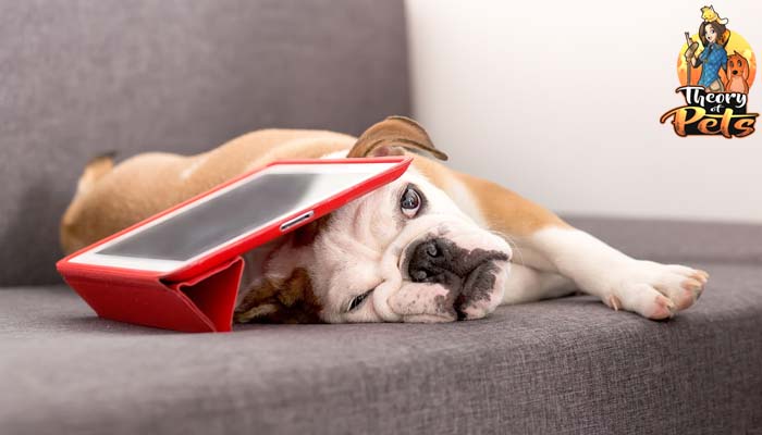 Pet Technology - Tech Gadgets For Pets Pet Tech: Smart Gadgets for Your Cats and Dogs